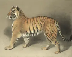 Thomas Landseer, Study of a tiger, pastel