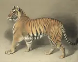 Thomas Landseer, Study of a tiger, pastel