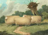 Richard Whitford, Lincoln Ewes, oil on canvas