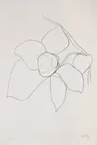 Camellia II by Ellsworth Kelly, 1964-65, Lithograph on Rives BFK paper, sold Oct 2011