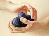 Valeriy Shishkin, Wet plums, oil on canvas