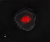 Otto Piene, Ohne Titel, 1964, Feuergouache und Perle auf schwarz beschichtetem Karton