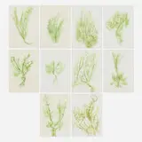 Giuseppe Penone, Ten works (from the Trentatre Erbe portfolio), 1989, lithograph in colors