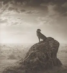 Nick Brandt, Gepard auf einem Termitenhügel, aus der Serie „A shadow falls, 2008, Pigmenttintendruck