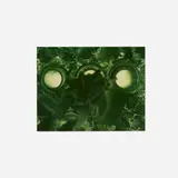 Jimmy De Sana, Leaf, 1985, vintage Cibachrome print