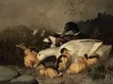 A family of ducks by English School 19th century, oil on canvas, sold Jul 2017