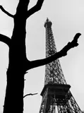 Otto Steinert, Baumsilhouette vor Eiffelturm