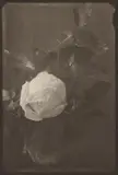 Josef Sudek, Weiße Rose, 1954, Vintage. Silbergelatine-Kontaktabzug