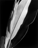 Imogen Cunningham, Rubber Plant. Vor 1929, Silbergelatineabzug, vermutlich 1970er–Jahre