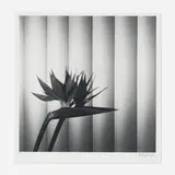 Robert Mapplethorpe, Bird of Paradise, 1981, gelatin silver print