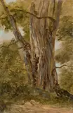 Baumstudie by Deutsch, Französisch, um 1830 & 40, Öl auf Papier, auf Pappe aufgezogen, sold Jun 2022