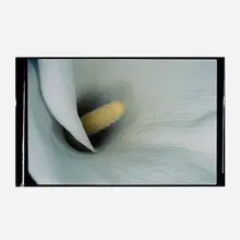 Nobuyoshi Araki, Flower Rondeau (Kakyoku), C-print