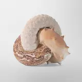 "In the rhythm of changes" by Kseniia Zhizhiy, 2021, fireclay mass, red fireclay mass, porcelain fireclay, wood-fired, sold Jan 2023