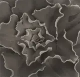 Echeveria Gibbiflora Crispa by Horst P. Horst, 1945, Späterer Silbergelatineabzug. Agfa-Papier, sold Dec 2020