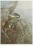 Archibald Thorburn, A Collection of bird prints