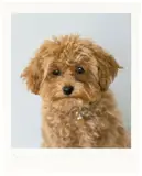Chuck Close, Cinnamon