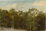 Ernst oder Bernhard Fries, Waldstudie I, Öl auf Leinwand, auf Karton aufgezogen