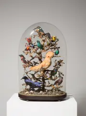 Französisch, Südamerikanische Tropenvögel unter Glassturz, Präparate: Tiefland-Felsenhahn (Rupicola rupicola), Smaragdbreitrachen (Calyptomena viridis), Eisvogel (Alcedo atthis), Kellenschnabel-Breitrachen (Cymbirhynchus macrorhynchos), Blauwangen-Bartvogel (Psilopogon asiaticus), Elfenblauvogel (Irena puell