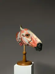 Französisch, Anatomisches Modell eines Pferdekopfes, Papiermaché, farbig bemalt; Holz