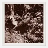 William Wegman, Untitled (from the Bird Dog suite)