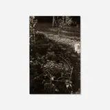 Robert Adams, Sally in the back yard, Longmont