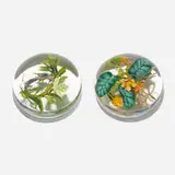 Paul Stankard and Jim D'Onofrio, Botanical paperweights, set of two, 1986/1987, lampworked glass, polished clear glass