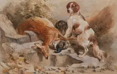 Frederick, Springer Spaniels with quarry, watercolour