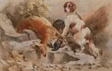 Frederick, Springer Spaniels with quarry, watercolour