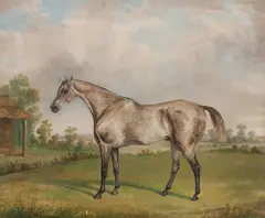 George Henry Laporte, Portrait of a grey horse, oil on canvas