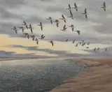 Geoffrey Campbell Black, Geese in flight, oil on canvas