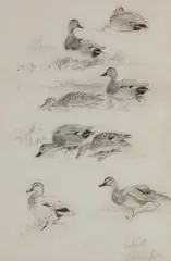 Roland Green, Studies of Gadwall, pencil