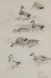 Roland Green, Studies of Gadwall, pencil