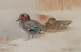 Roland Green, A pair of teal, watercolour