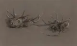 John Sydney Steel, Study of stags' heads in a larder, pastel