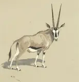 Archibald Thorburn, A study of a gemsbok, oryx gazella