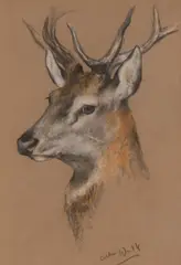 Ri Arthur Wardle, Head of a stag, pastel