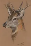 Ri Arthur Wardle, Head of a stag, pastel