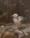 George Frederick Harris, Herring Gull with herring, oil on canvas