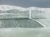 Plantation under Snow by Bet Low Arsa Rsw Rgi, sold Jun 2017