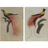Barraband, Untitled, Ornithological Colored Etchings From a Queens NY estate