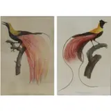 Barraband, Untitled, Ornithological Colored Etchings From a Queens NY estate