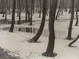 Albert Renger-Patzsch, Erlenbruch im Winter