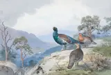John Cyril Harrison, Above the Forest, Capercaillie and grouse