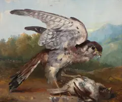 Joshua Cook, Sparrowhawk, oil on panel