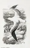 Charles Frederick Tunnicliffe R.A., Wandering Albatross, pen and ink
