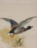 Archibald Thorburn, Mallard in flight