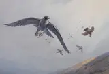 John Cyril Harrison, Peregrine striking grouse