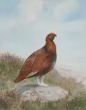 Charles Stanley Todd, Red Grouse, watercolour