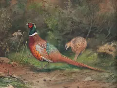 Charles Stanley Todd, A pair of pheasants, watercolour