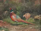Charles Stanley Todd, A pair of pheasants, watercolour